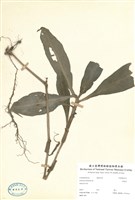 藏品(東陵草)的圖片